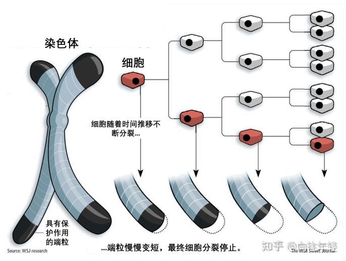 telopro特普诺揭开端粒生命科学的秘密