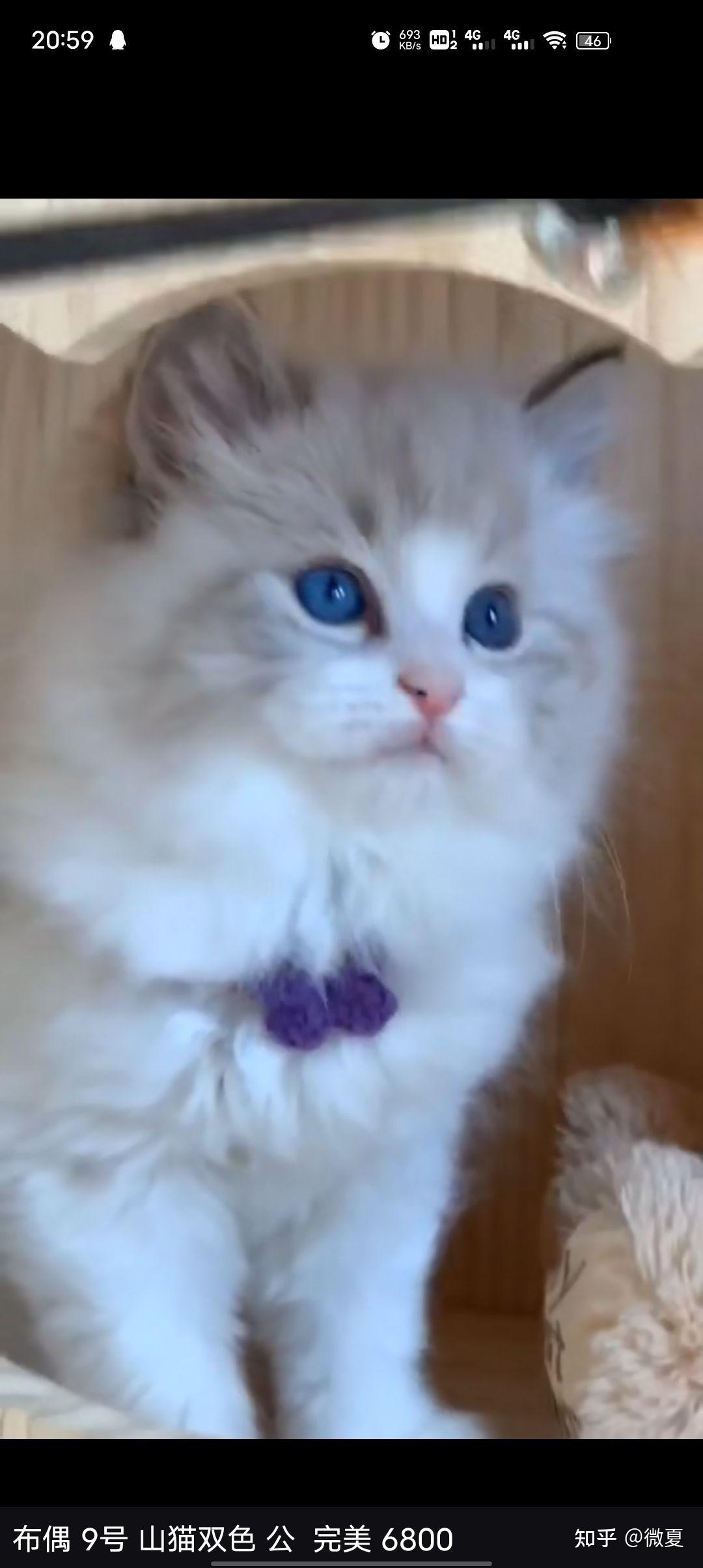 1k左右的布偶猫靠谱吗