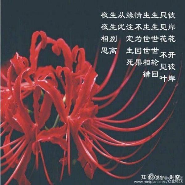 彼岸花的花语 一说是"悲伤的回忆" 一说是"恶魔的温柔" 一说是"