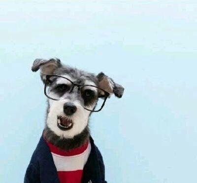 戴眼镜狗狗的头像.