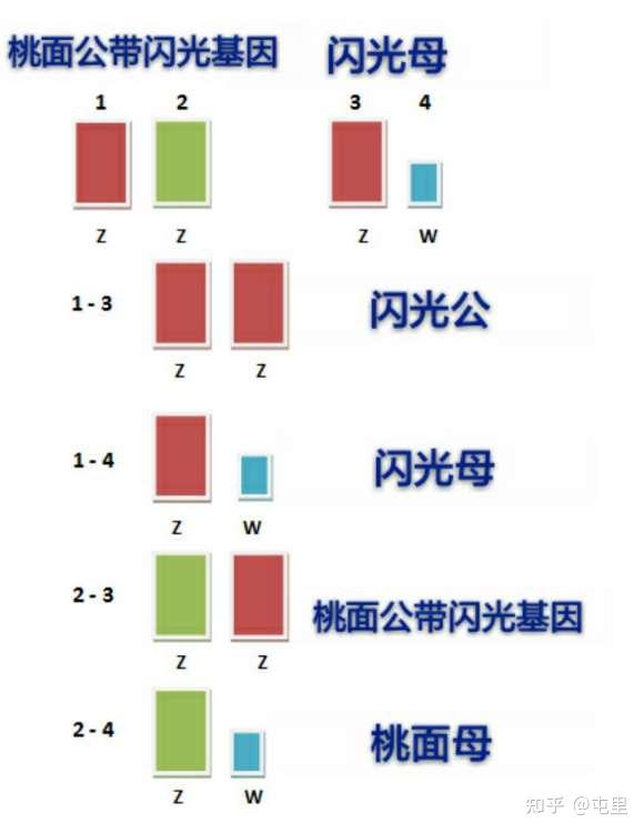 桃面类牡丹鹦鹉基因表与普及(搬运 百度牡丹鹦鹉吧)