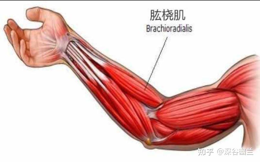 读书笔记——肱桡肌和腕伸肌触发点