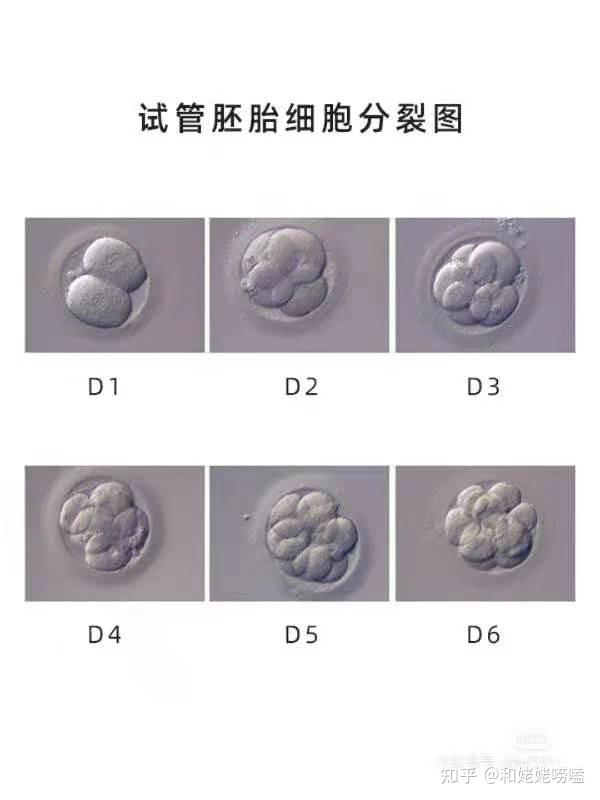 胚胎知多少鲜胚冻胚囊胚到底该怎么移植