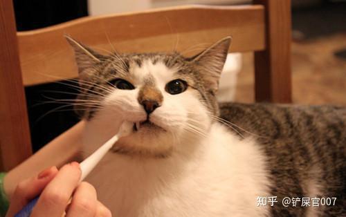 猫咪口腔溃疡舌头烂了