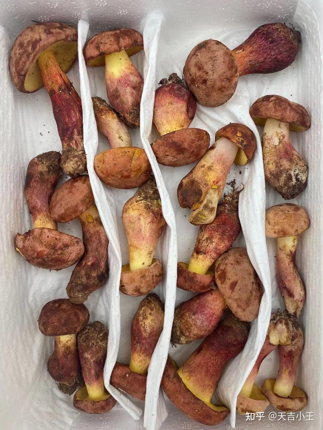 这是什么蘑菇有毒吗可以吃吗