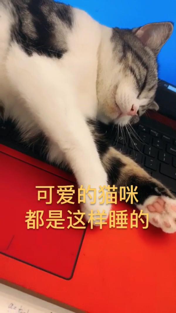 真是只听话的猫咪 抖音分享