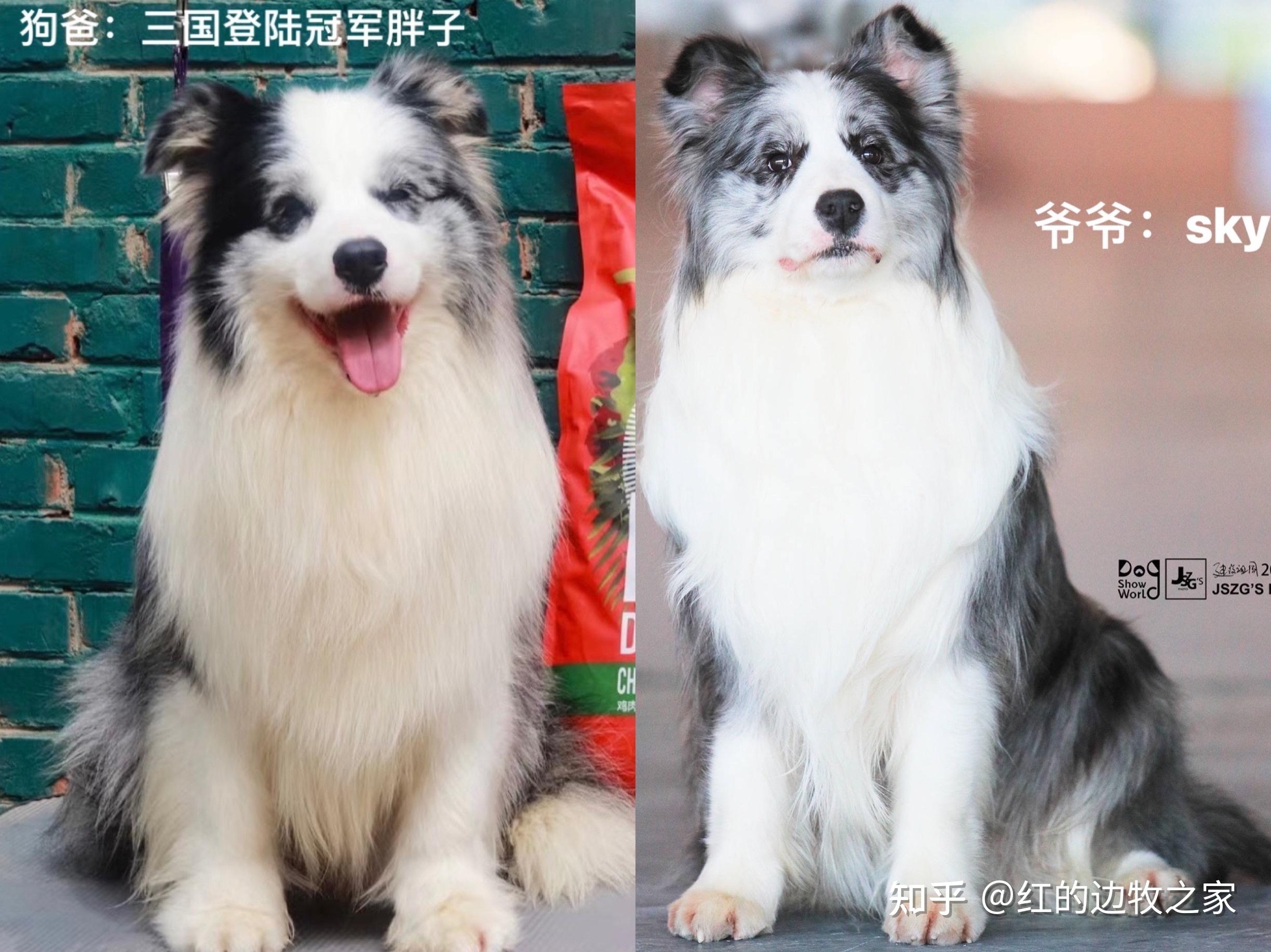 精品小边牧边境牧羊犬