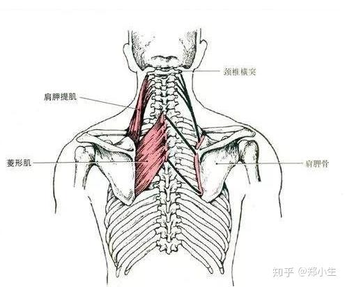 颈椎后部肌肉解剖