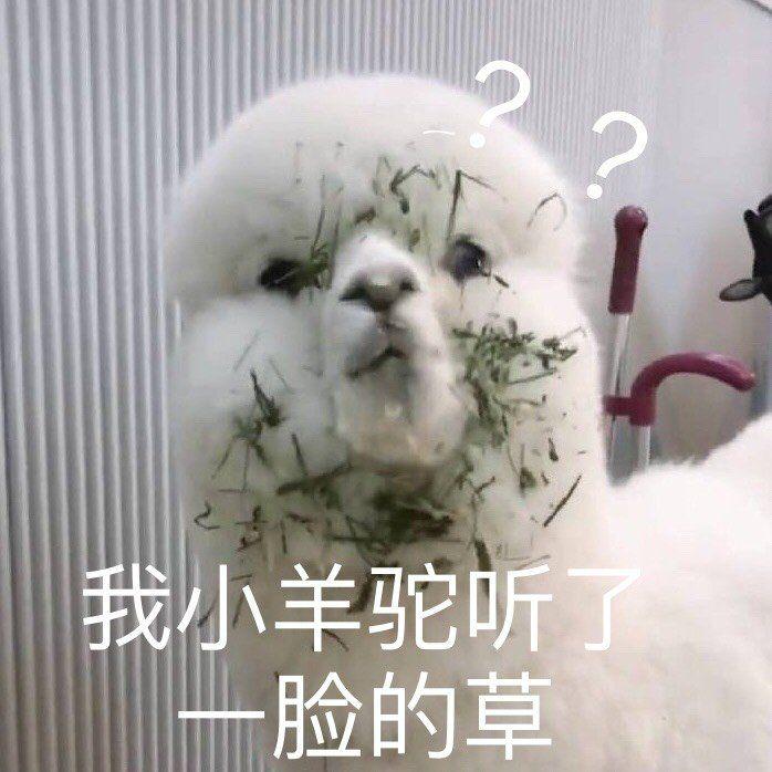 3更新 沙雕羊驼也可 —————————————————— 这么多人