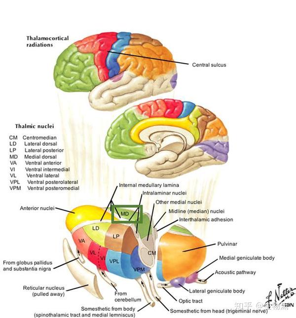 丘脑核团广泛投射到大脑皮层,投射位置由对应颜色表示.绿色为md