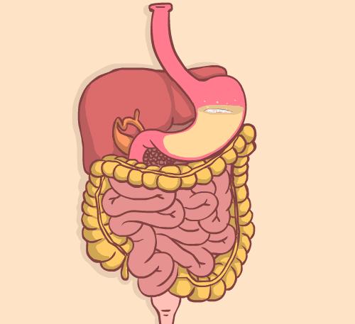 消化道消化器官示意图