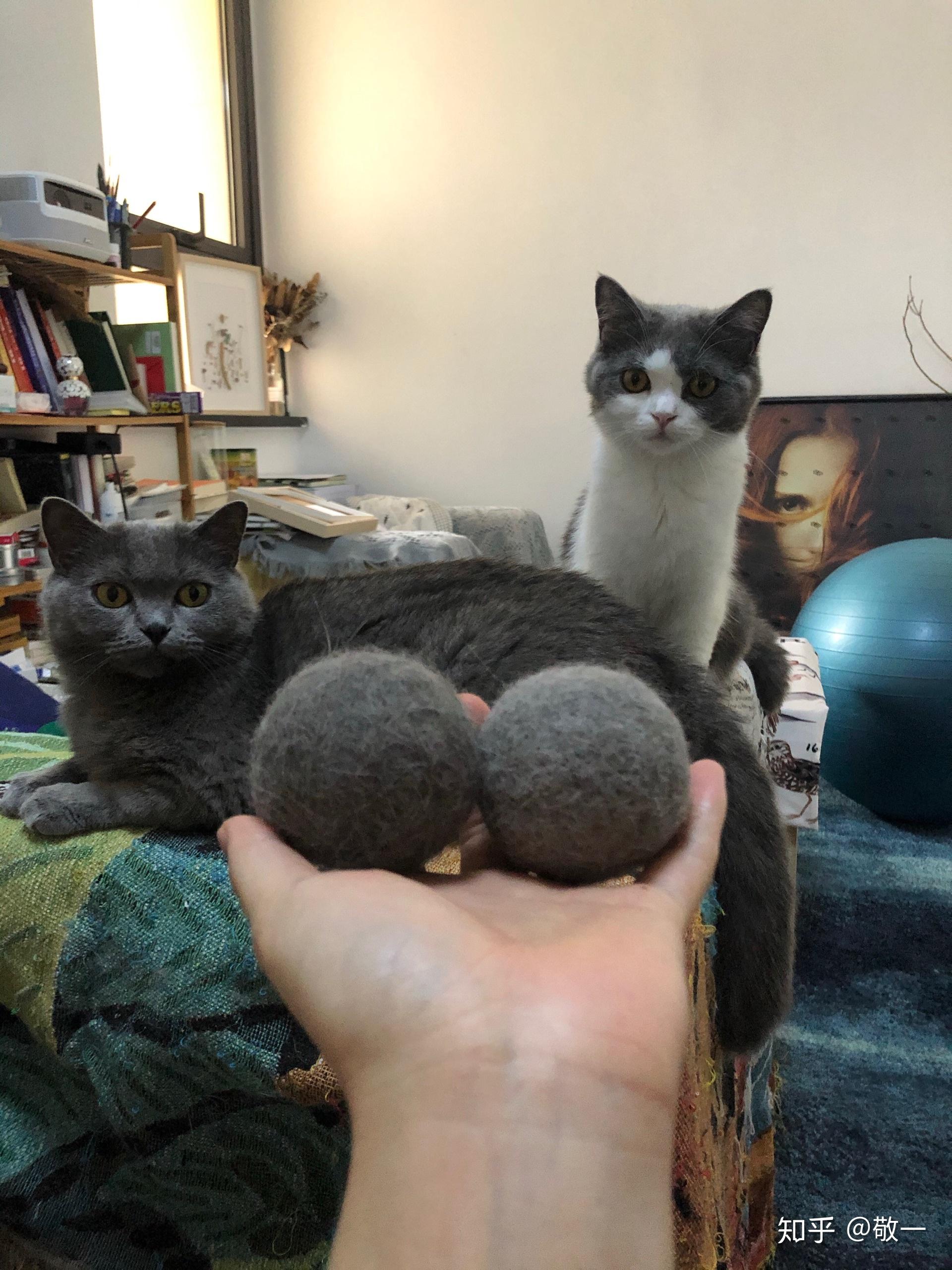 猫养多久才能下蛋