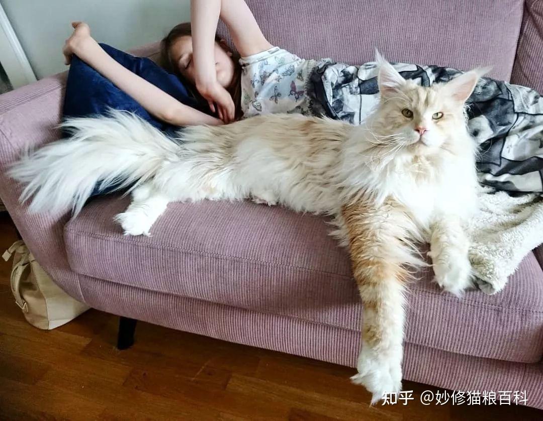 缅因猫的5大缺点看完后表示真的承担不来