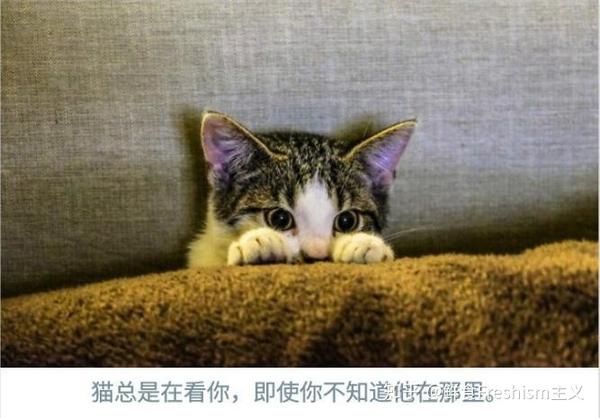 猫咪爱你的n个标志--其实它很爱你哦