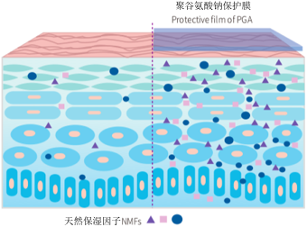 【聚谷氨酸钠】刺激皮肤天然保湿因子的自合成