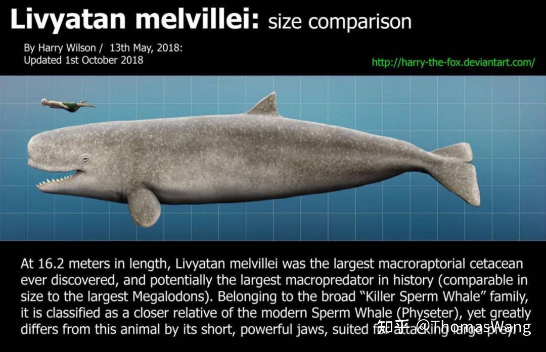 梅氏利维坦鲸和巨齿鲨哪个更厉害些