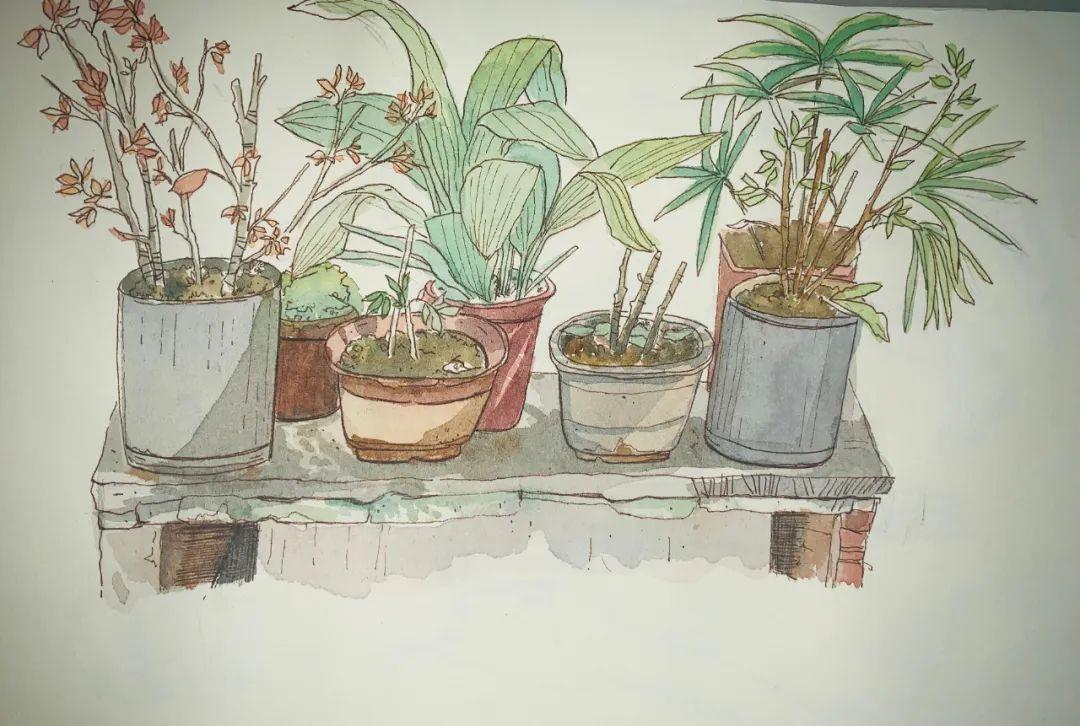 干货| 盆栽小植物怎么画? 内附水彩绘画技巧 首次福利