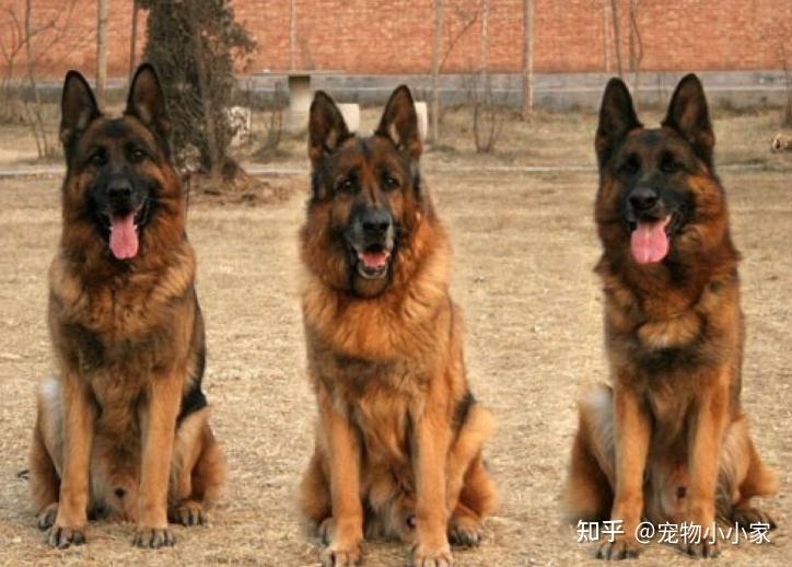 德国牧羊犬