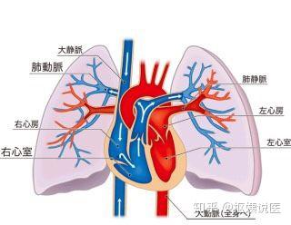 氧气的血液从肺部送回心脏左心房,是唯一一个静脉里流动脉血的血管