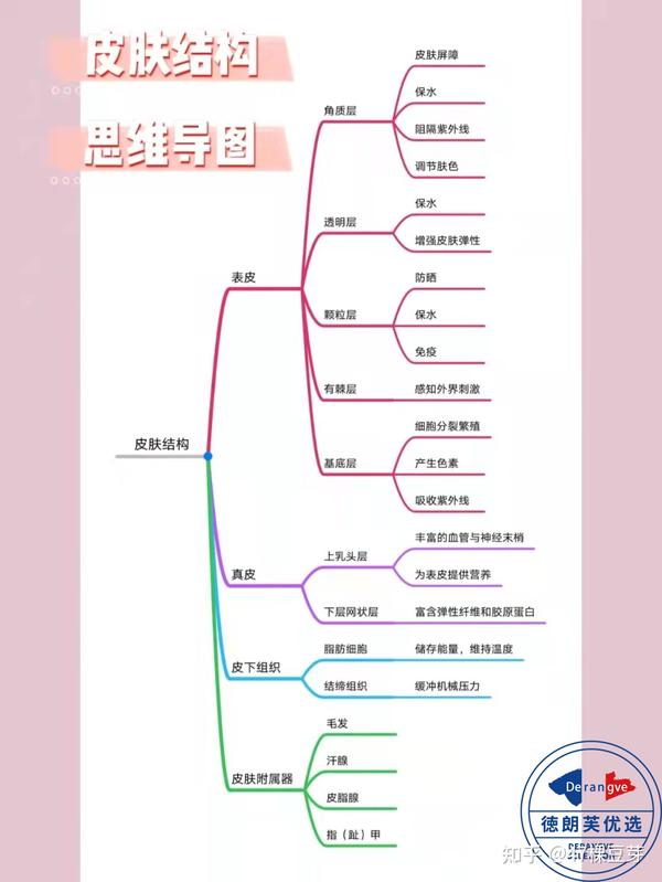 学点皮肤知识增加护肤常识思维导图奉上