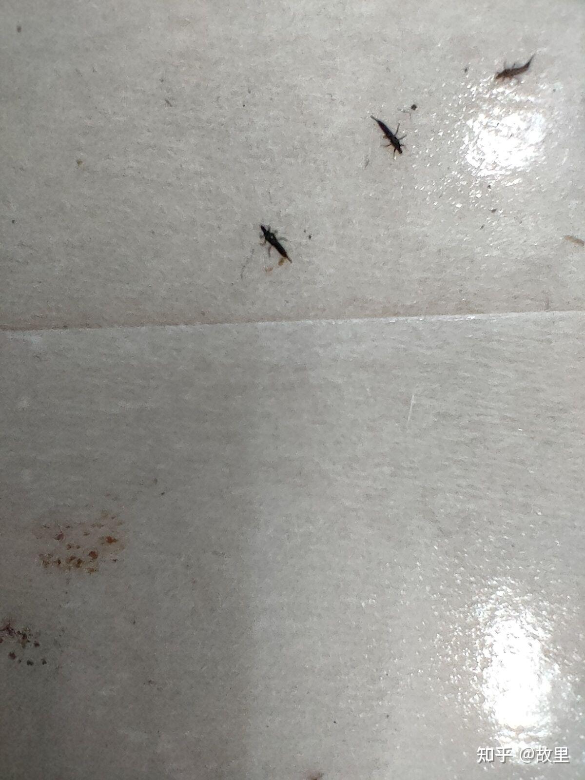 这个虫是什么呀黑黑的尾巴还尖尖的会飞