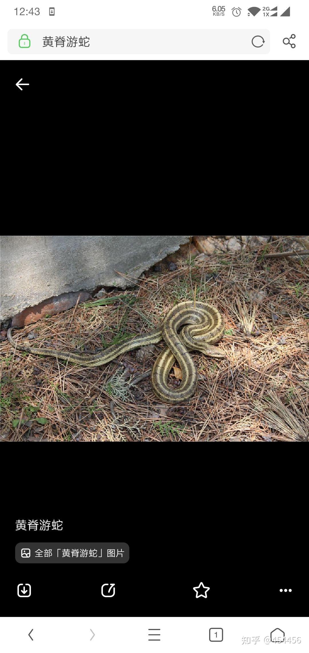 白头黄黑身的蛇有没有人知道是什么蛇?