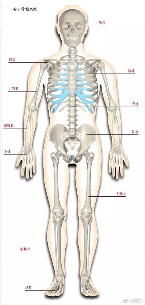 【科普解剖】人体骨骼系统,好图