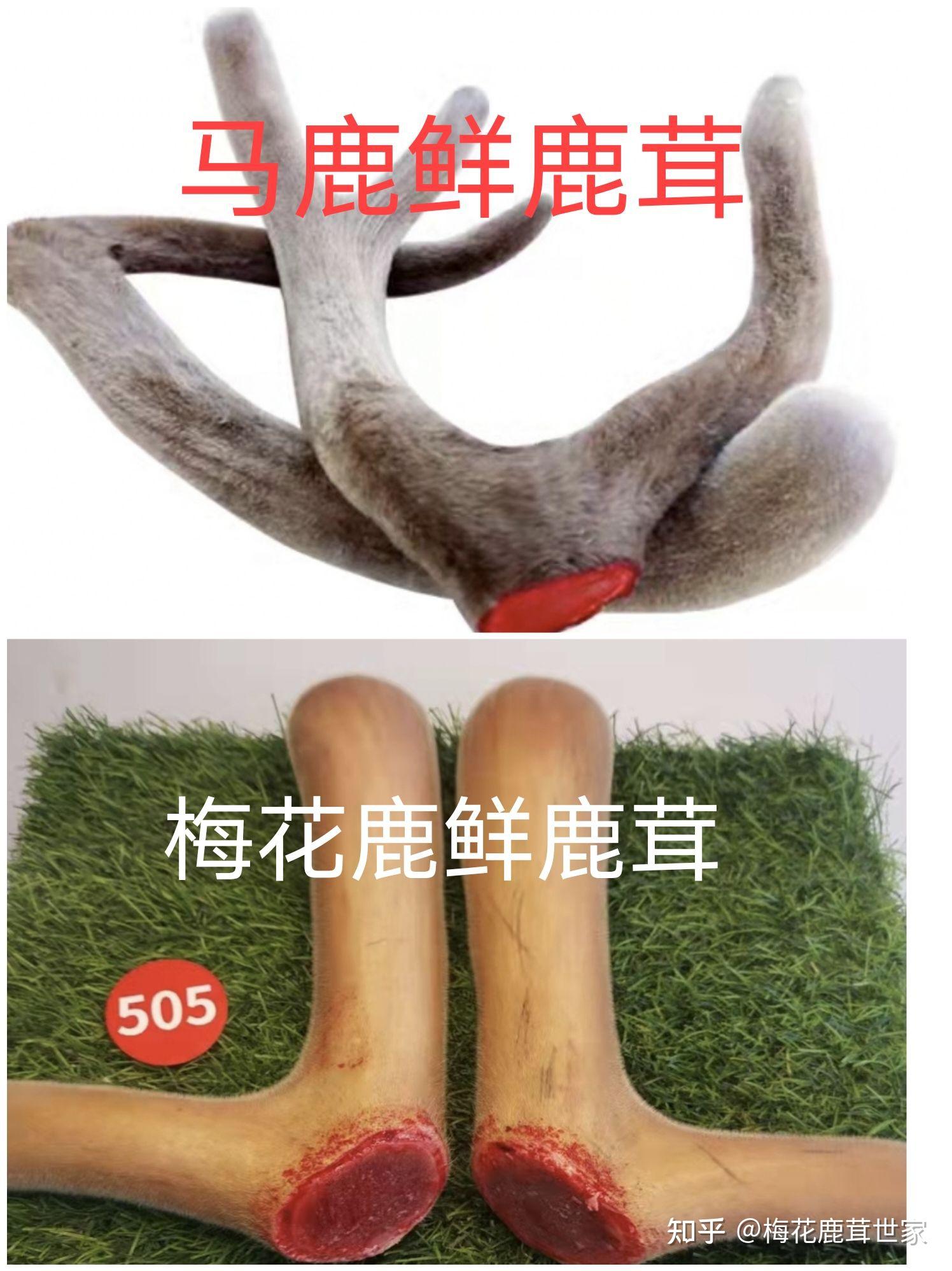 一根鹿茸多少钱