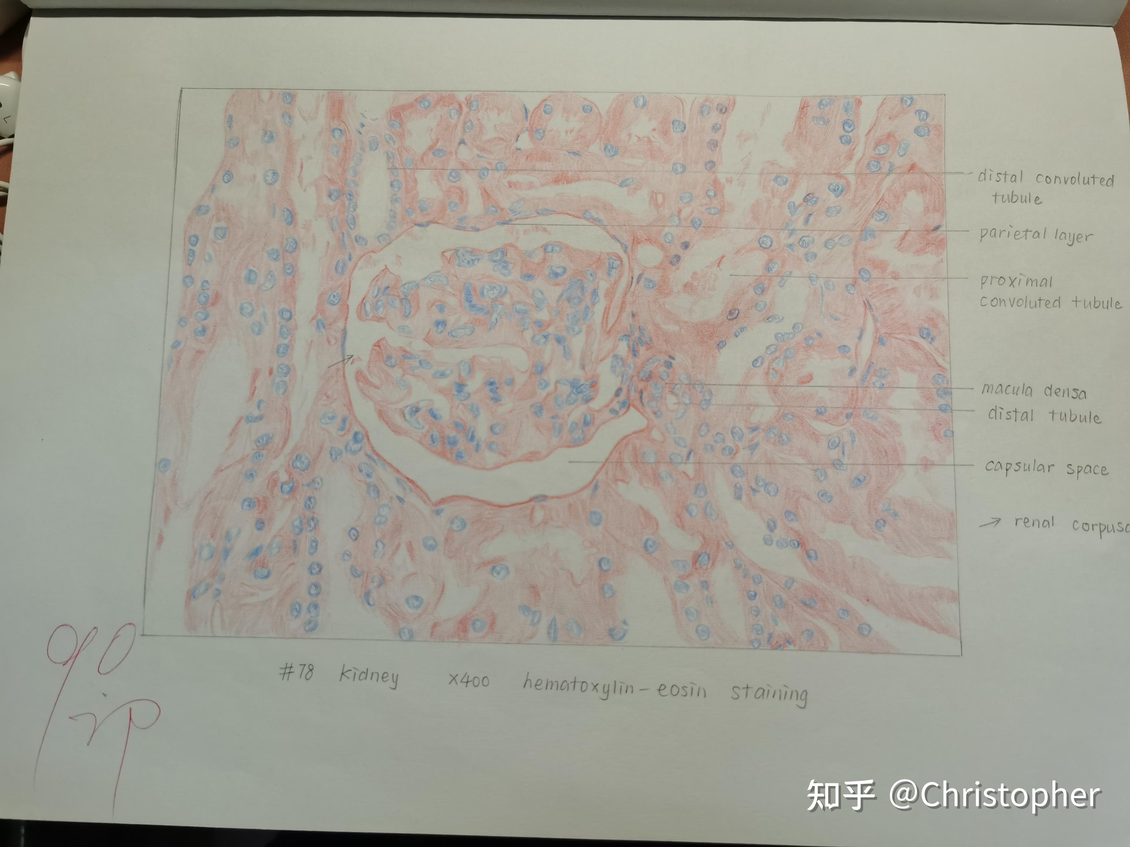 组织胚胎学红蓝铅笔绘图