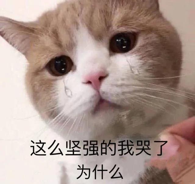 猫:2021年要全面实现猫的智障化!