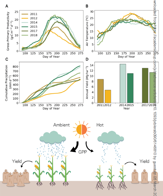 植物表型资讯|温度升高对作物光合作用的影响:从酶到生态系统