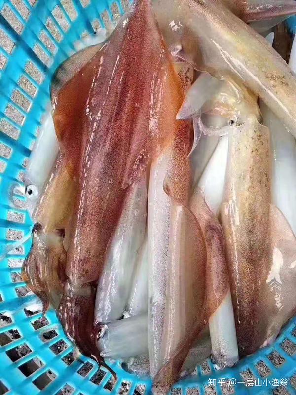 4.鱿鱼富含蛋白质,具有维持钾钠平衡,消除水肿.提高免疫力.