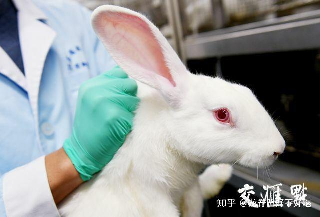 有没有什么给实验用的兔子注射麻醉药时让它挣扎的不那么厉害的方法