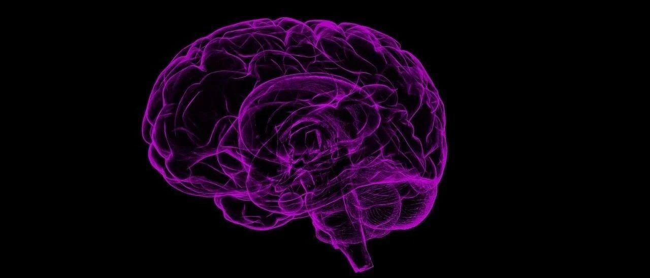 在进化过程中,人类大脑的皮层显著增大,为各种高级认知功能提供了