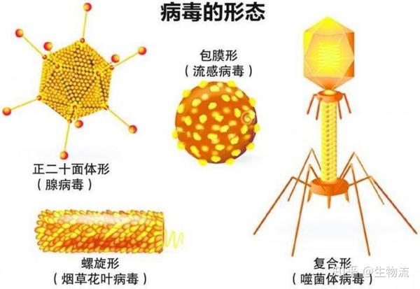 病毒的形态分类