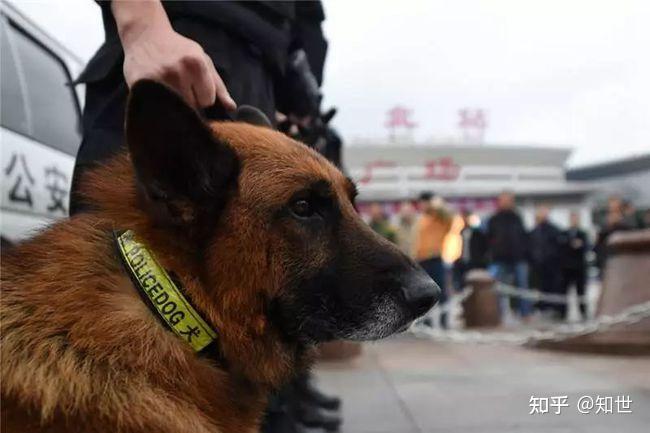 警犬到底能不能摸呢?