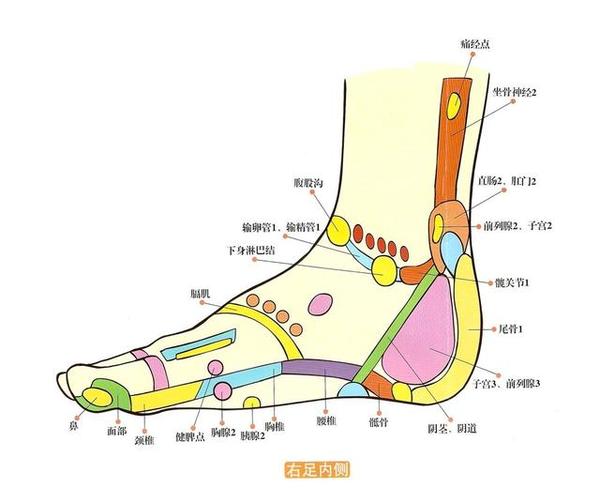 这里在足反射区中对应着泌尿生殖系统,有的时候走路脚跟痛常是肾虚