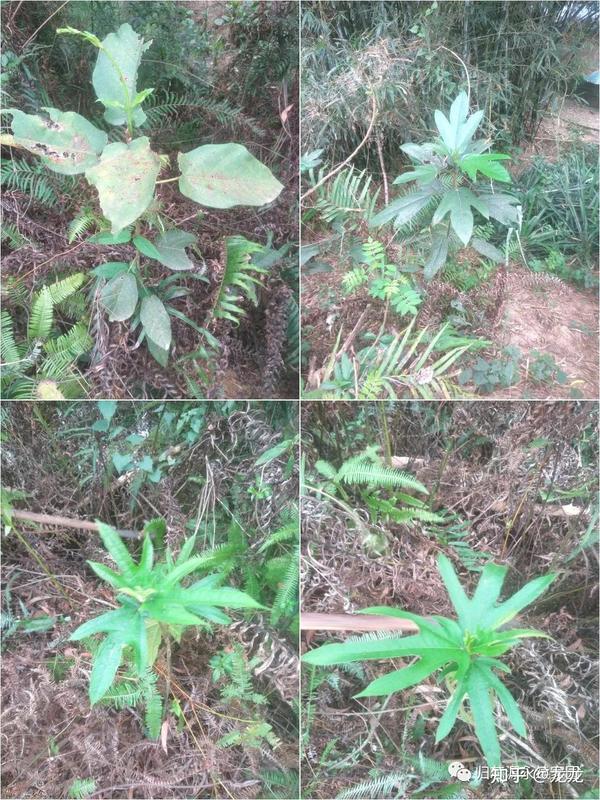 农场的植物朋友——五指毛桃传说
