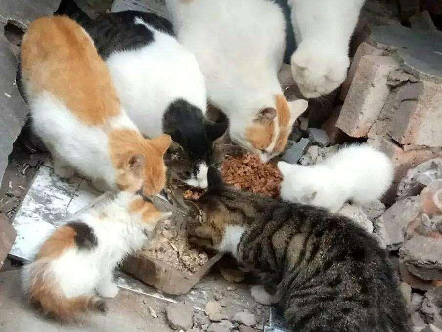 小区里的流浪猫