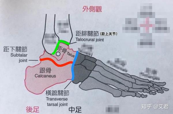 a,关节之一:距上关节——绿色标记的,它就是普遍所说的"踝关节",这个