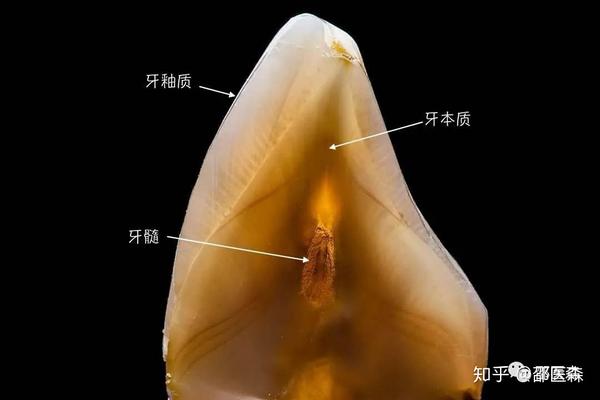 4.吸收功能 resorption function:使乳牙牙根吸收,引导恒牙萌出; 5.
