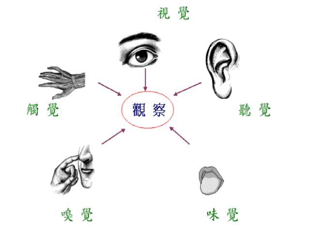 感觉系统