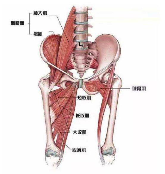 长收肌,短收肌损伤——受闭孔神经支配,疼痛沿大腿向上至腹股沟深部
