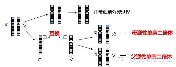 焦老师讲遗传系列之10遗传特殊现象单亲二倍体