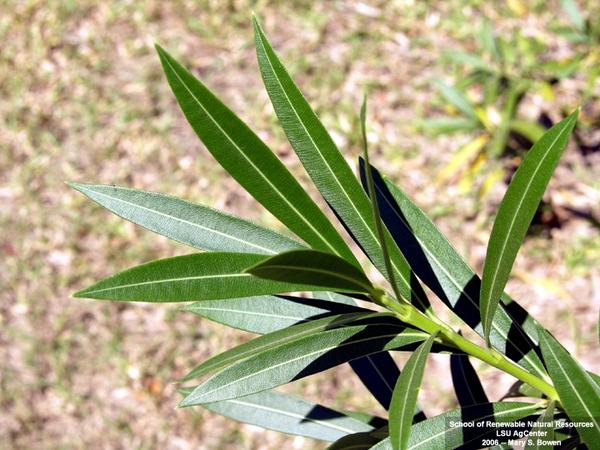 连花蜜都有毒的夹竹桃凭什么会在南方城市烂大街