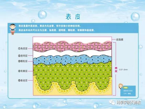 爱美小仙女一定要知道的,从专业角度了解皮肤问题根源