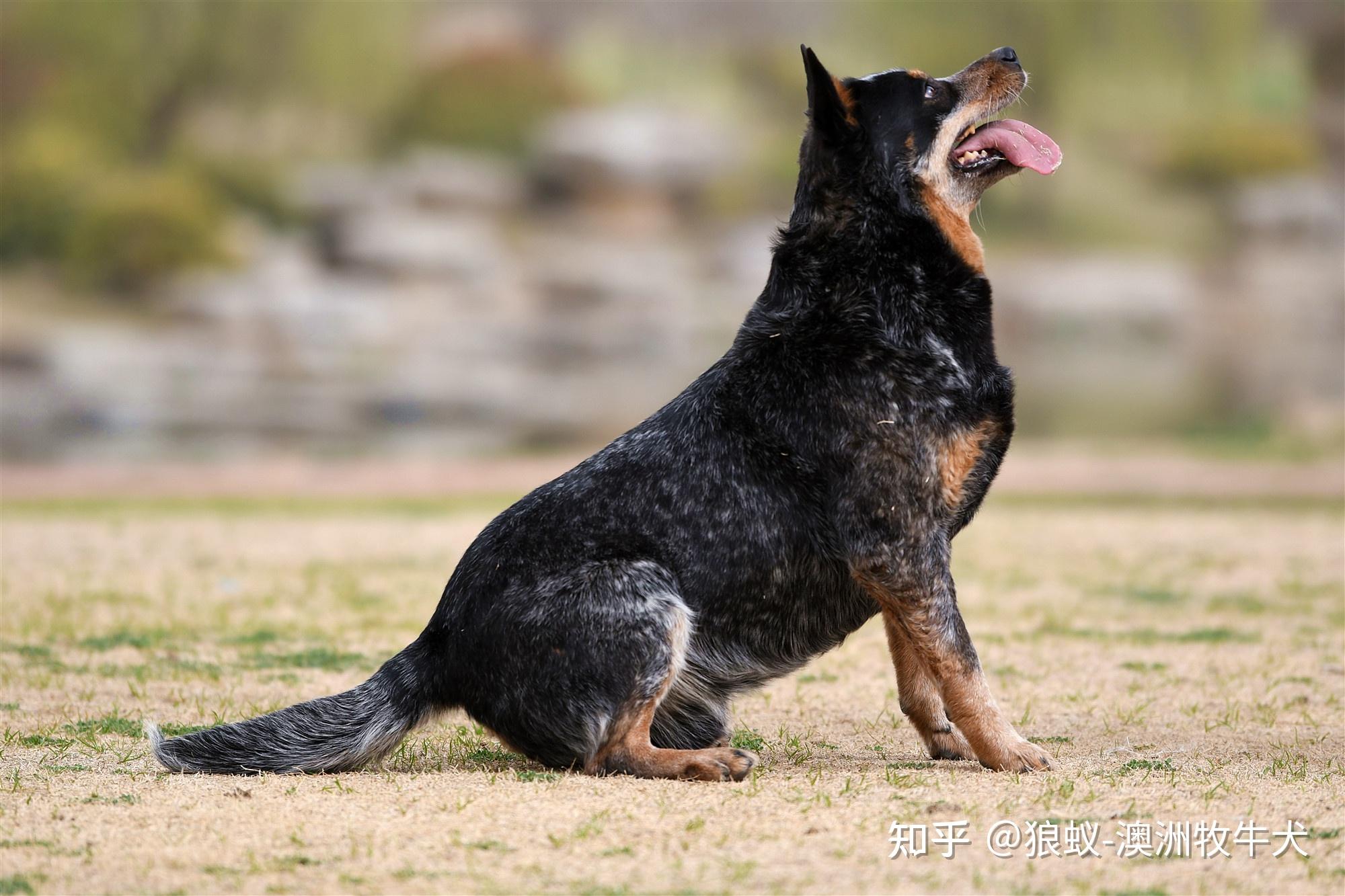 专注于符合赛事标准的纯种澳大利亚牧牛犬狼蚁-澳洲牧牛