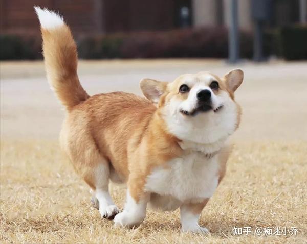 为什么越来越多人养柯基了?网友:养了它之后更幸福了
