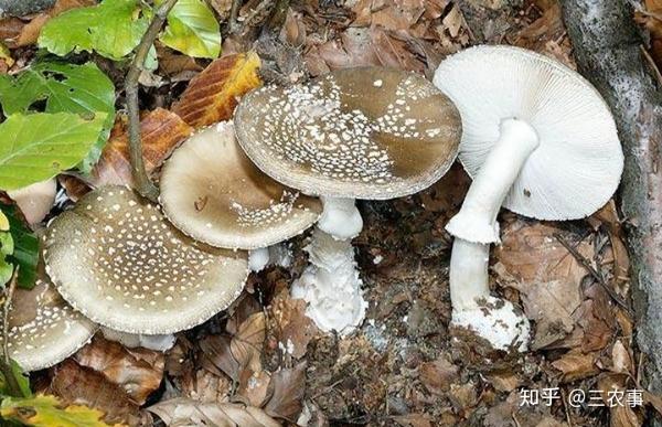 【三农技术讲台】毒蘑菇种类及图片大全 知乎