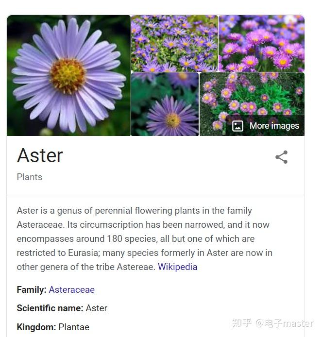 请问英文名取aster是合适的吗有什么含义吗